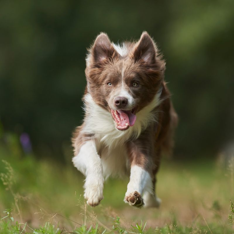 Border Collie - Steckbrief und Pflege - WaldiBello