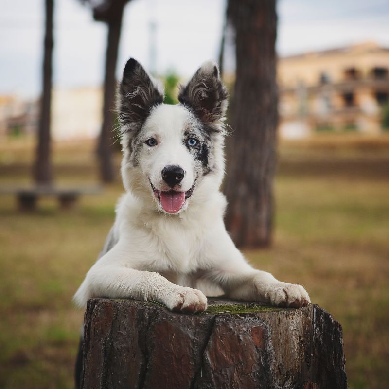 Border Collie - Steckbrief und Pflege - WaldiBello