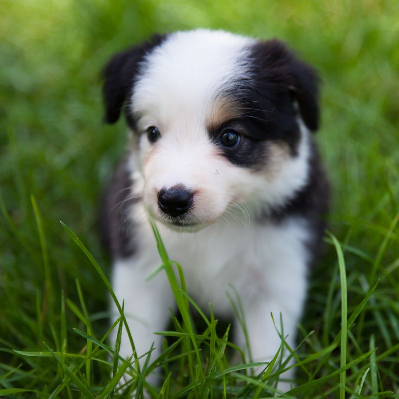 Border Collie - Steckbrief und Pflege - WaldiBello