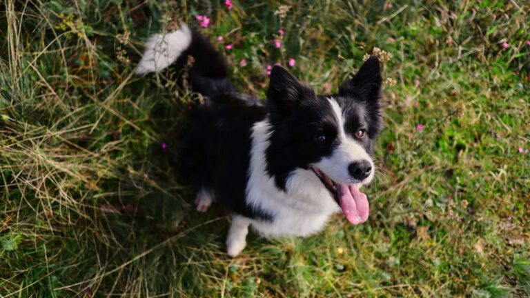 Border Collie - Steckbrief und Pflege - WaldiBello