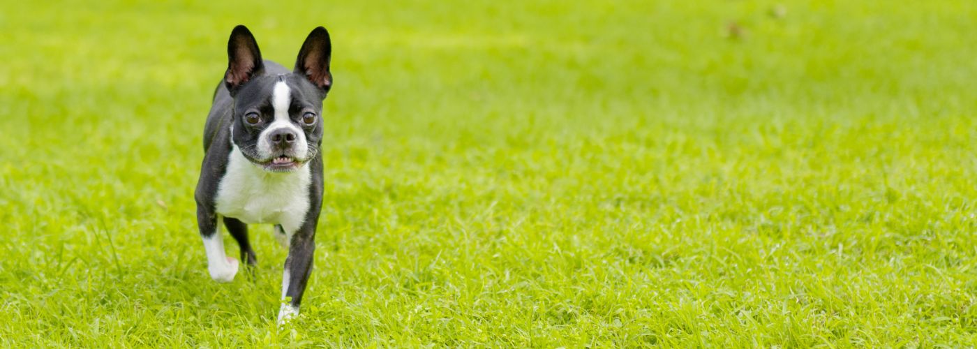 Boston Terrier - Steckbrief und Pflege - WaldiBello