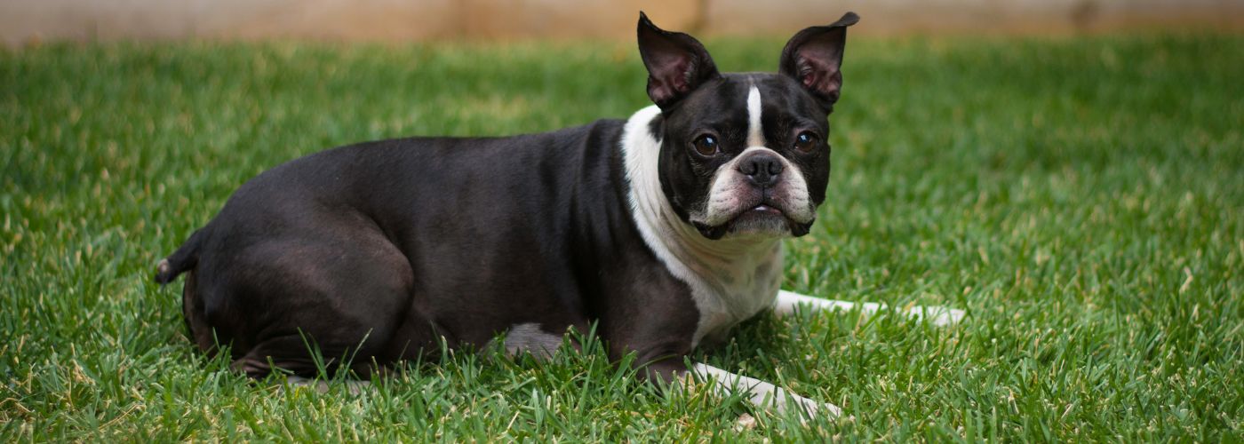 Boston Terrier - Steckbrief und Pflege - WaldiBello