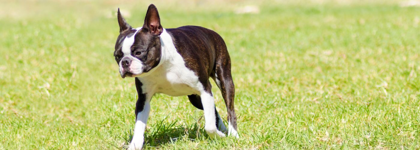 Boston Terrier - Steckbrief und Pflege - WaldiBello