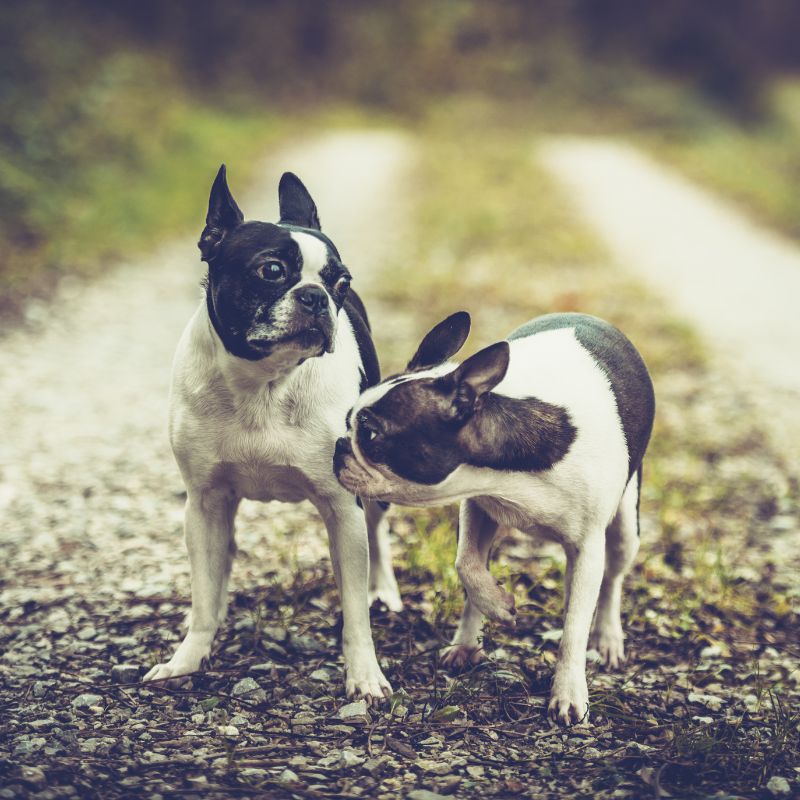 Boston Terrier - Steckbrief und Pflege - WaldiBello