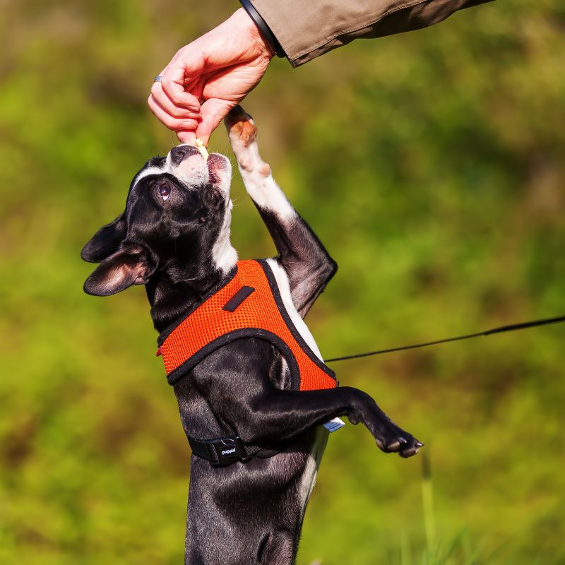 Boston Terrier - Steckbrief und Pflege - WaldiBello