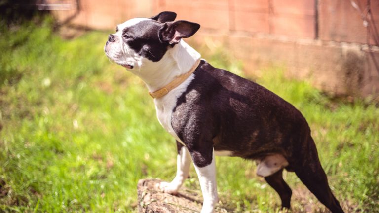 Boston Terrier - Steckbrief und Pflege - WaldiBello