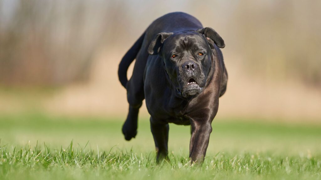 Cane Corso - Steckbrief und Pflege - WaldiBello