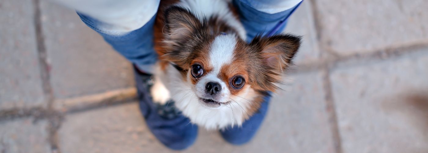 Chihuahua - Steckbrief und Pflege - WaldiBello