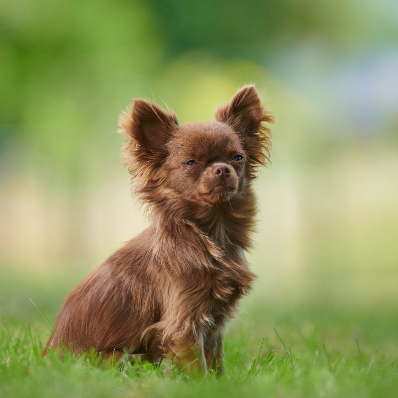 Chihuahua - Steckbrief und Pflege - WaldiBello