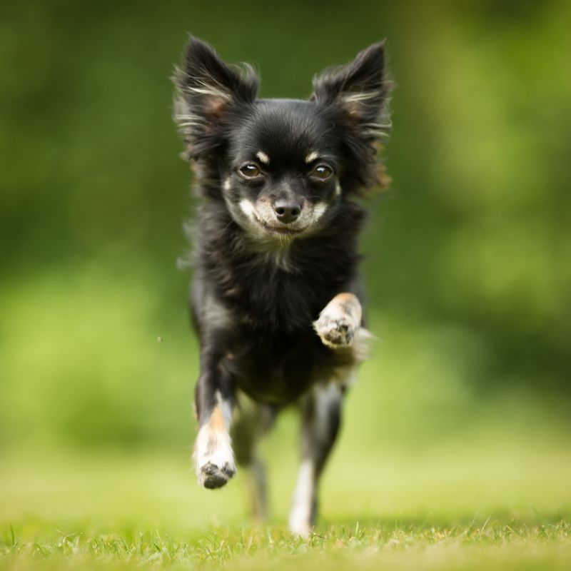 Chihuahua - Steckbrief und Pflege - WaldiBello