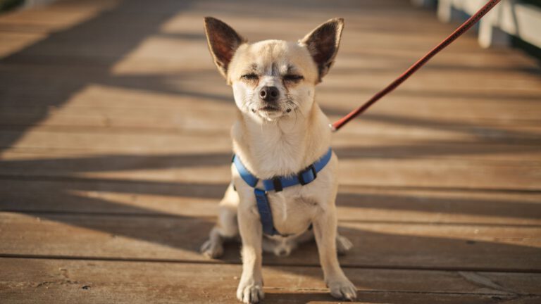 Chihuahua - Steckbrief und Pflege - WaldiBello