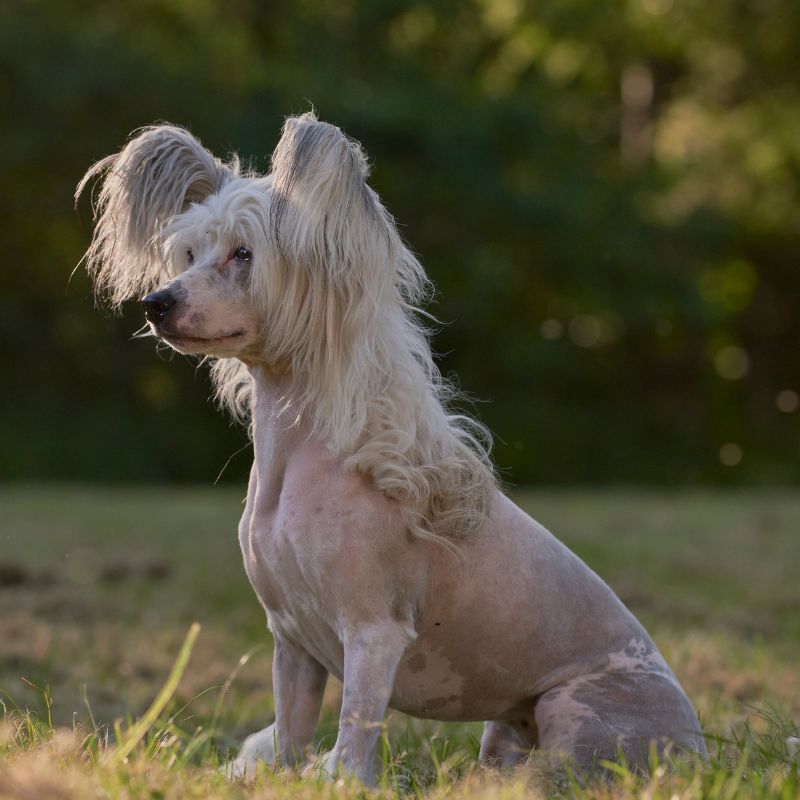 Chinesischer Schopfhund - Steckbrief, Pflege, Ernährung & Haltung - WaldiBello