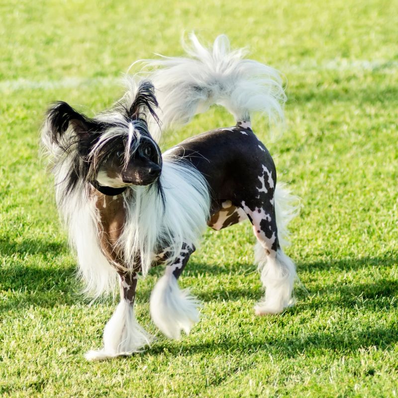 Chinesischer Schopfhund - Steckbrief, Pflege, Ernährung & Haltung - WaldiBello