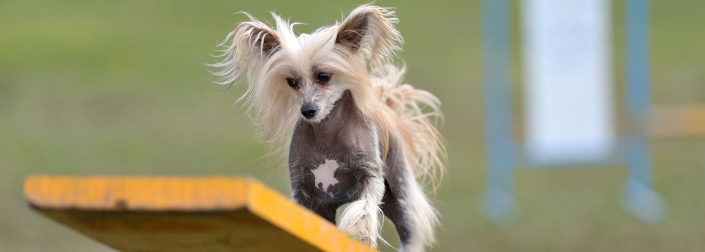 Chinesischer Schopfhund - Steckbrief, Pflege, Ernährung & Haltung - WaldiBello