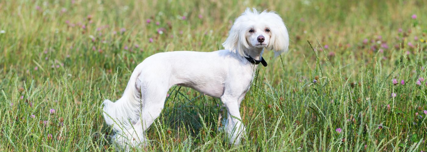 Chinesischer Schopfhund - Steckbrief, Pflege, Ernährung & Haltung - WaldiBello