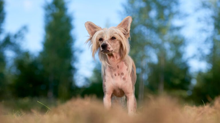 Chinesischer Schopfhund - Steckbrief, Pflege, Ernährung & Haltung - WaldiBello