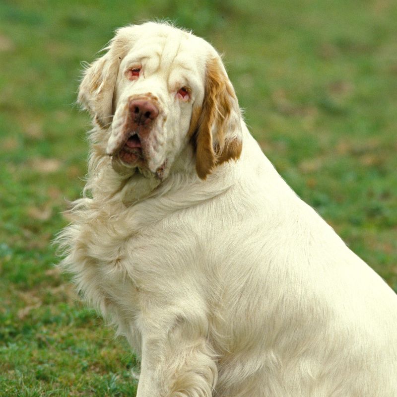 Clumber Spaniel - Steckbrief, Haltung, Pflege und Herkunft - WaldiBello