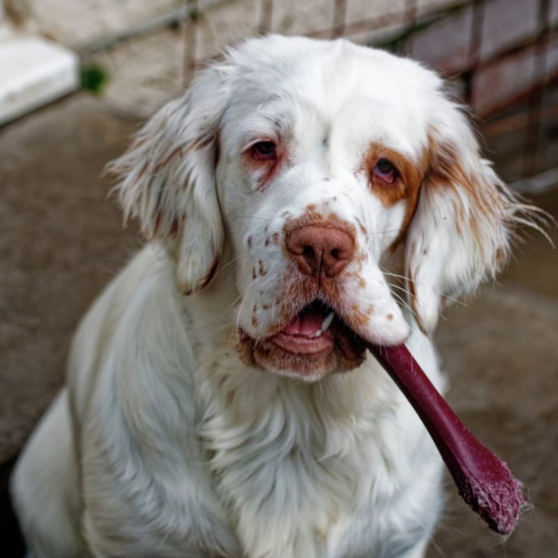 Clumber Spaniel - Steckbrief, Haltung, Pflege und Herkunft - WaldiBello