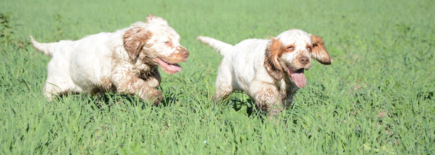 Clumber Spaniel - Steckbrief, Haltung, Pflege und Herkunft - WaldiBello