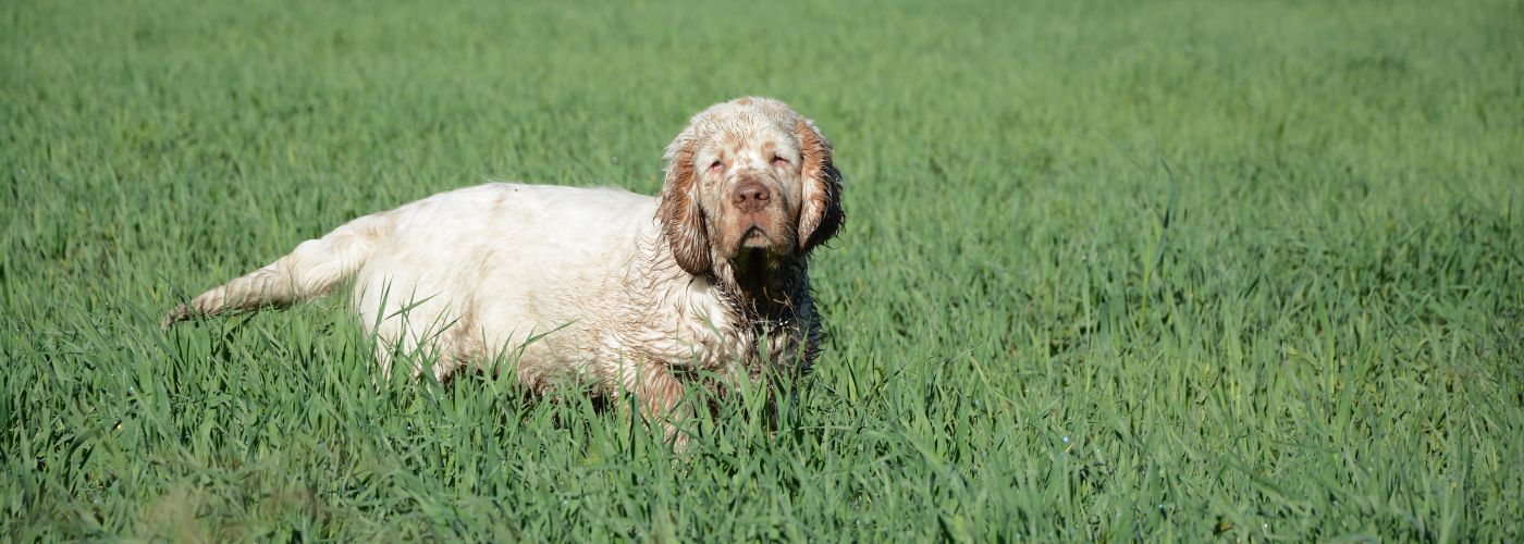 Clumber Spaniel - Steckbrief, Haltung, Pflege und Herkunft - WaldiBello