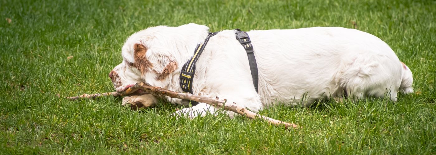 Clumber Spaniel - Steckbrief, Haltung, Pflege und Herkunft - WaldiBello