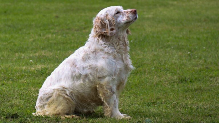 Clumber Spaniel - Steckbrief, Haltung, Pflege und Herkunft - WaldiBello