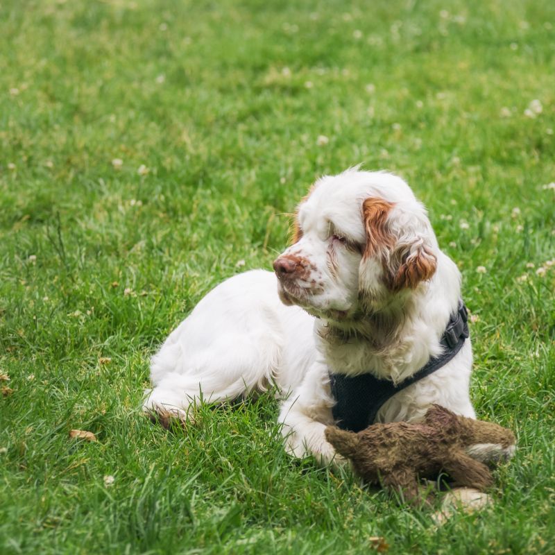 Clumber Spaniel - Steckbrief, Haltung, Pflege und Herkunft - WaldiBello