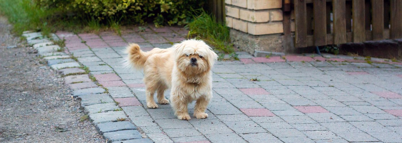 Dandie Dinmont Terrier - Steckbrief, Pflege, Ernährung & Haltung - WaldiBello