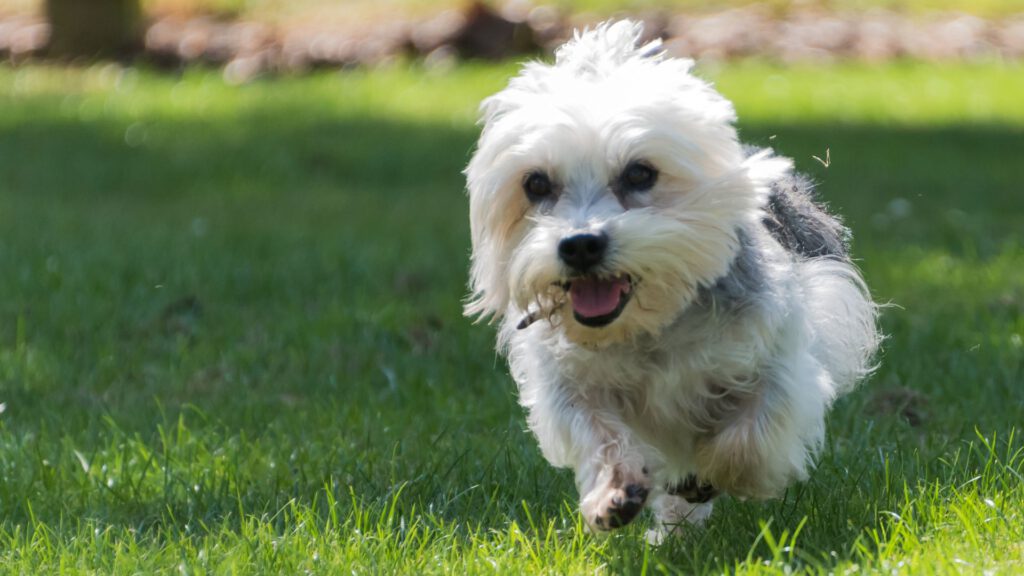 Dandie Dinmont Terrier - Steckbrief, Pflege, Ernährung & Haltung - WaldiBello