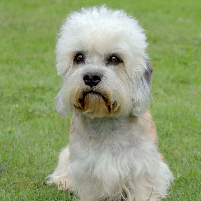 Dandie Dinmont Terrier - Steckbrief, Pflege, Ernährung & Haltung - WaldiBello