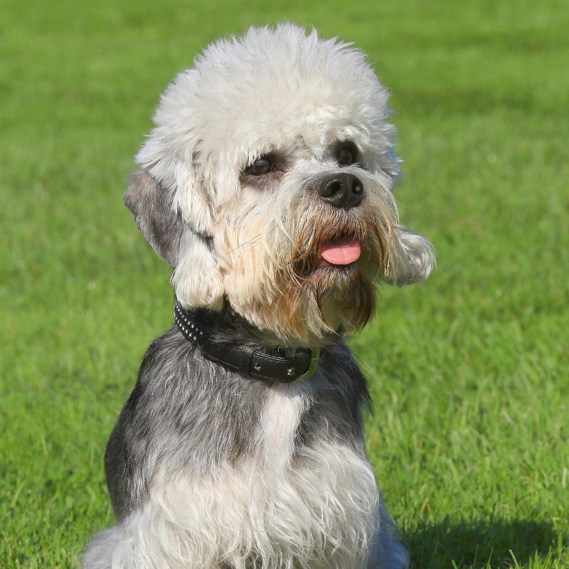 Dandie Dinmont Terrier - Steckbrief, Pflege, Ernährung & Haltung - WaldiBello