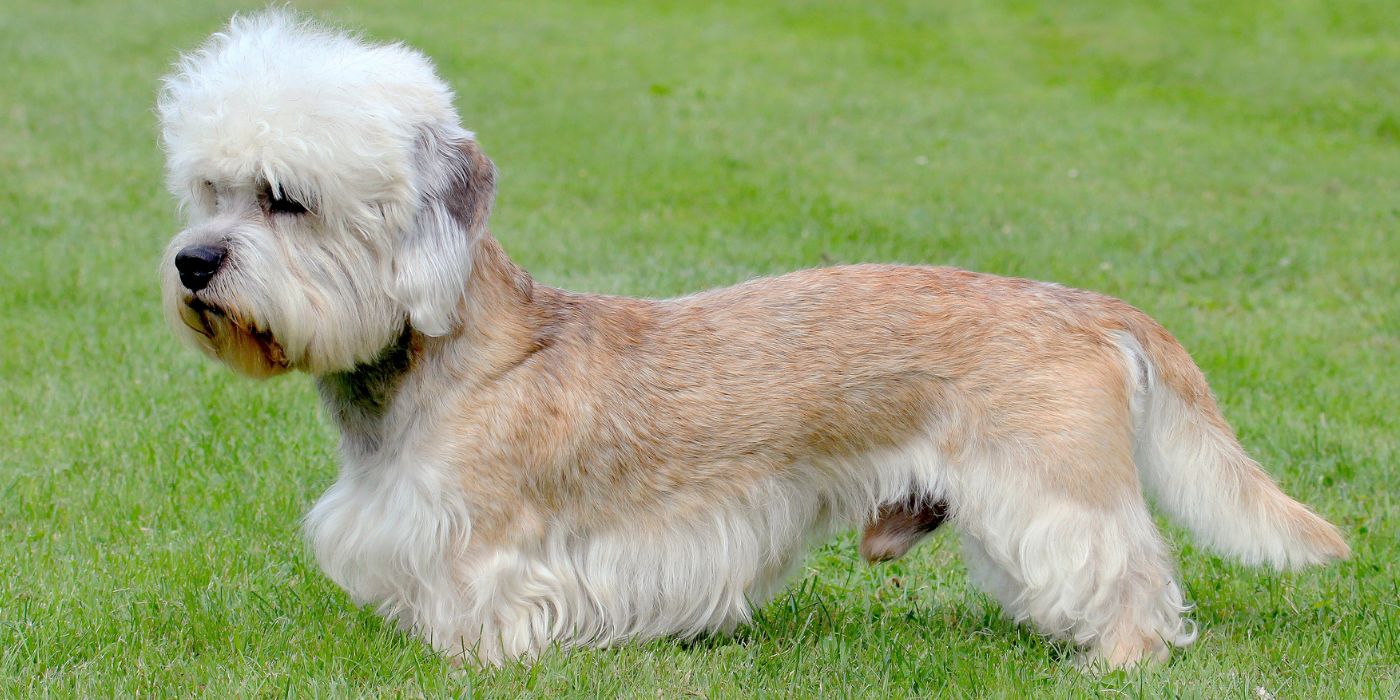 Dandie Dinmont Terrier - Steckbrief, Pflege, Ernährung & Haltung - WaldiBello