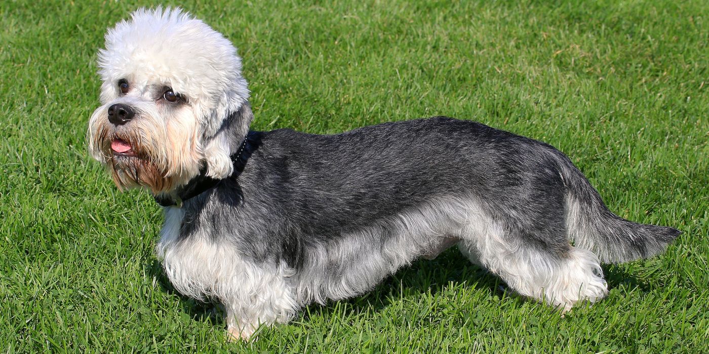 Dandie Dinmont Terrier - Steckbrief, Pflege, Ernährung & Haltung - WaldiBello