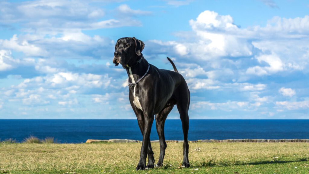 Deutsche Dogge - Steckbrief, Haltung, Pflege und Herkunft - WaldiBello