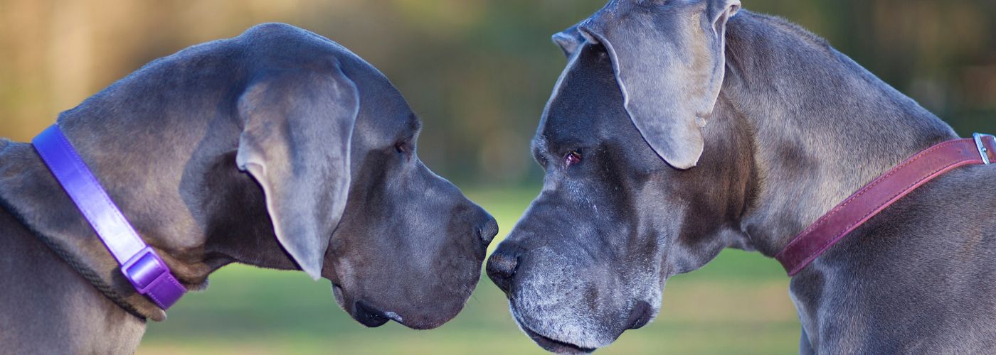 Deutsche Dogge - Steckbrief, Haltung, Pflege und Herkunft - WaldiBello