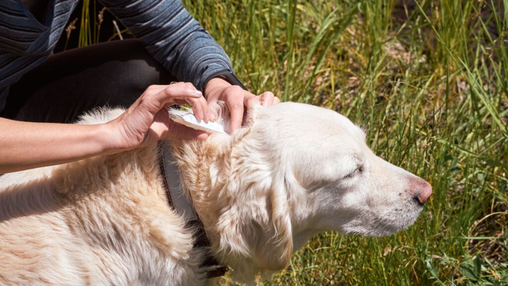 Die besten Hausmittel gegen Flöhe und Zecken beim Hund - WaldiBello