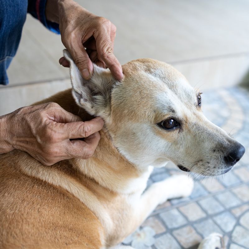 Die besten Hausmittel gegen Flöhe und Zecken beim Hund - WaldiBello