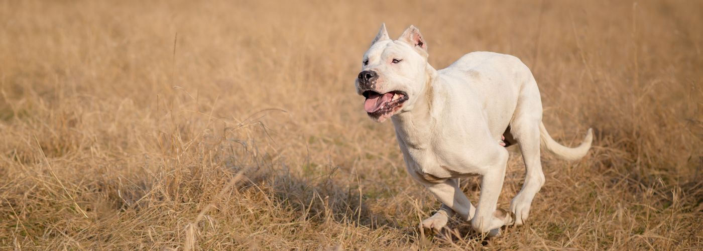 Dogo Argentino - Steckbrief, Herkunft, Haltung und Pflege - WaldiBello - Hunderassen