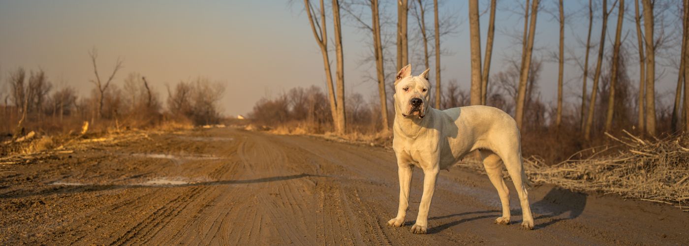 Dogo Argentino - Steckbrief, Herkunft, Haltung und Pflege - WaldiBello - Hunderassen