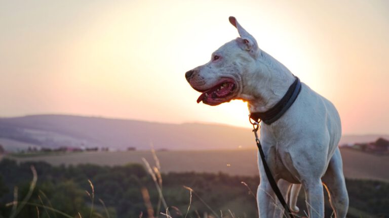 Dogo Argentino - Steckbrief, Herkunft, Haltung und Pflege - WaldiBello - Hunderassen