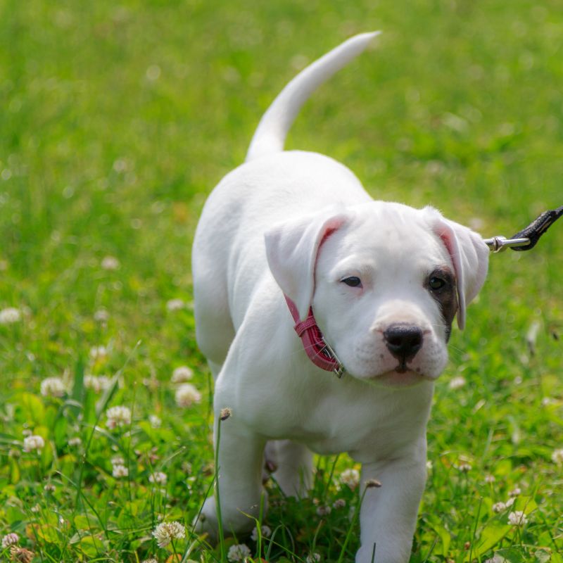 Dogo Argentino - Steckbrief, Herkunft, Haltung und Pflege - WaldiBello - Hunderassen