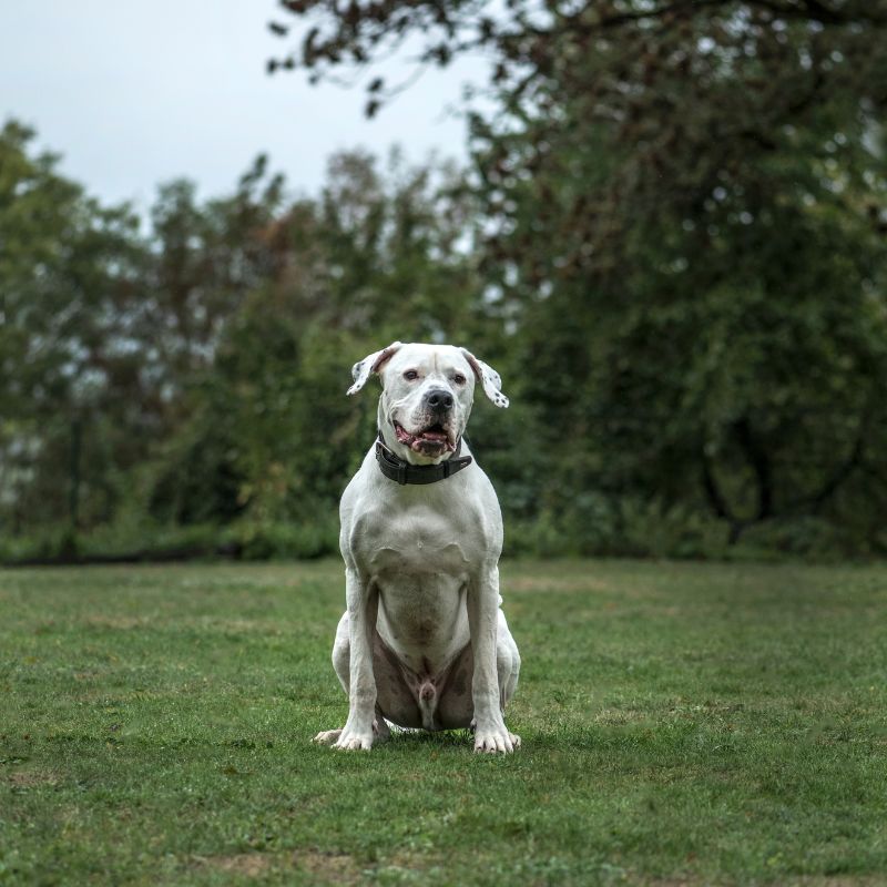 Dogo Argentino - Steckbrief, Herkunft, Haltung und Pflege - WaldiBello - Hunderassen