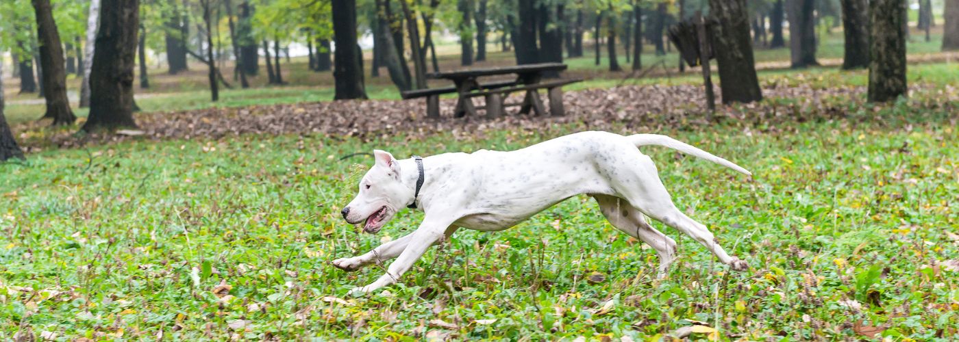 Dogo Argentino - Steckbrief, Herkunft, Haltung und Pflege - WaldiBello - Hunderassen