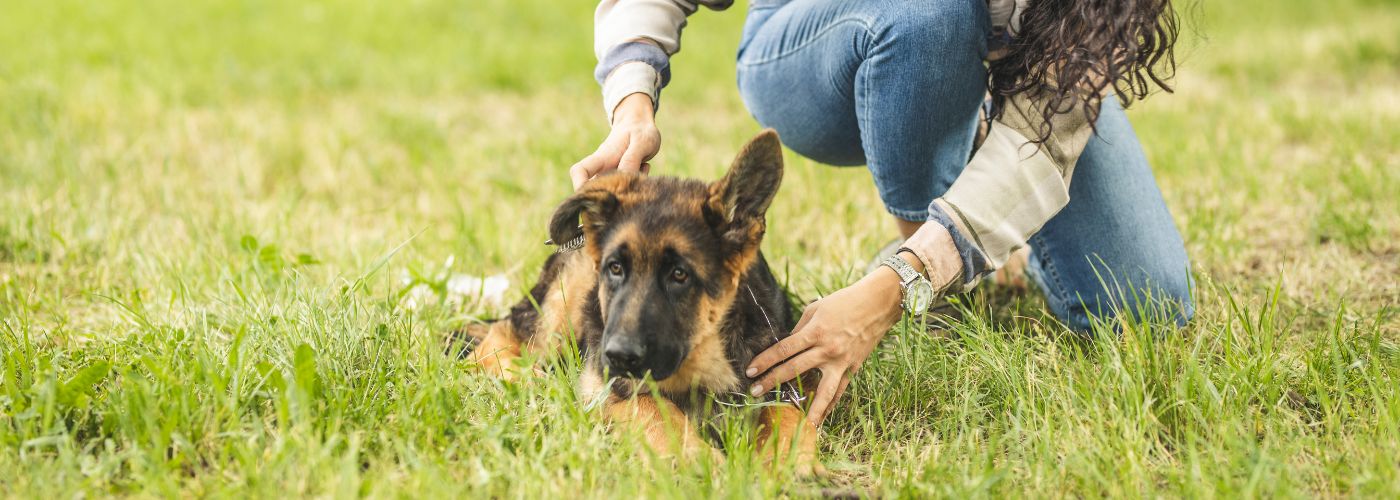 Fellpflege bei langhaarigen Hunden - WaldiBello