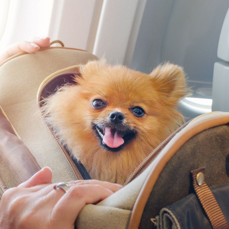 Fliegen mit dem Hund - Tipps und Checkliste - WaldiBello