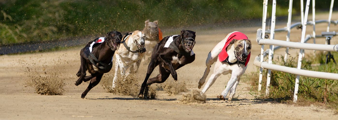 Greyhound - Steckbrief, Pflege, Ernährung & Haltung - WaldiBello