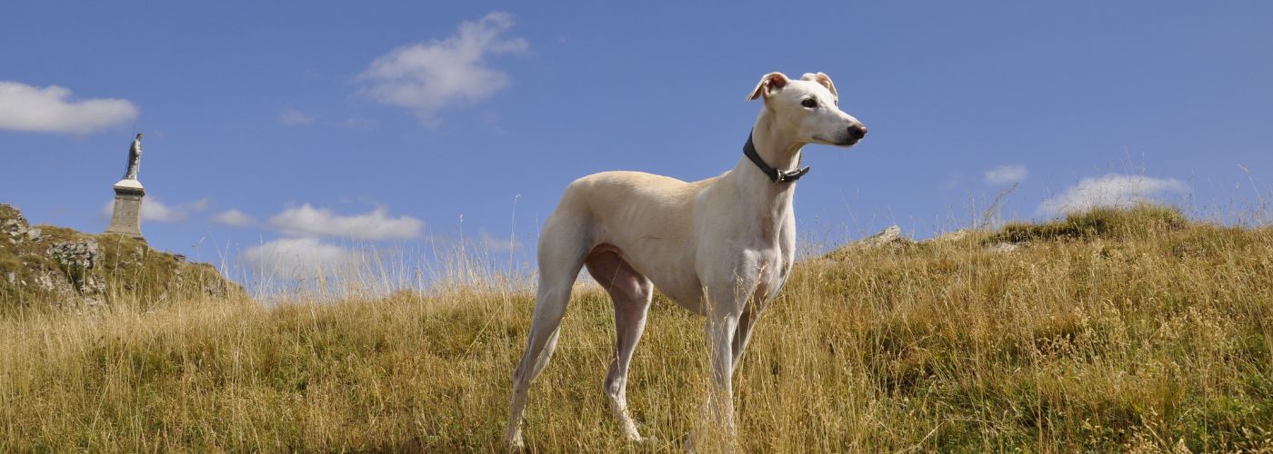 Greyhound - Steckbrief, Pflege, Ernährung & Haltung - WaldiBello