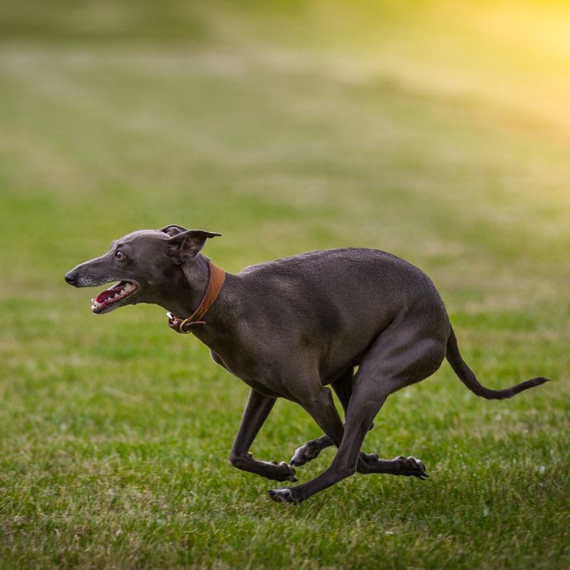 Greyhound - Steckbrief, Pflege, Ernährung & Haltung - WaldiBello