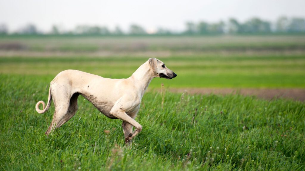 Greyhound - Steckbrief, Pflege, Ernährung & Haltung - WaldiBello