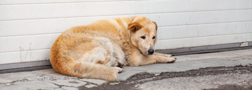 Hund alleine lassen üben - Tipps und Tricks - WaldiBello